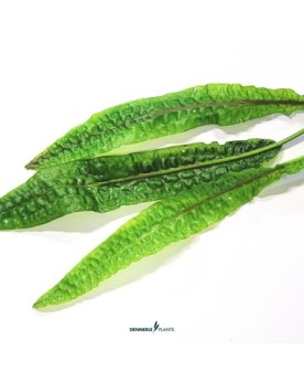 Cryptocoryne usteriana    - Plant It!